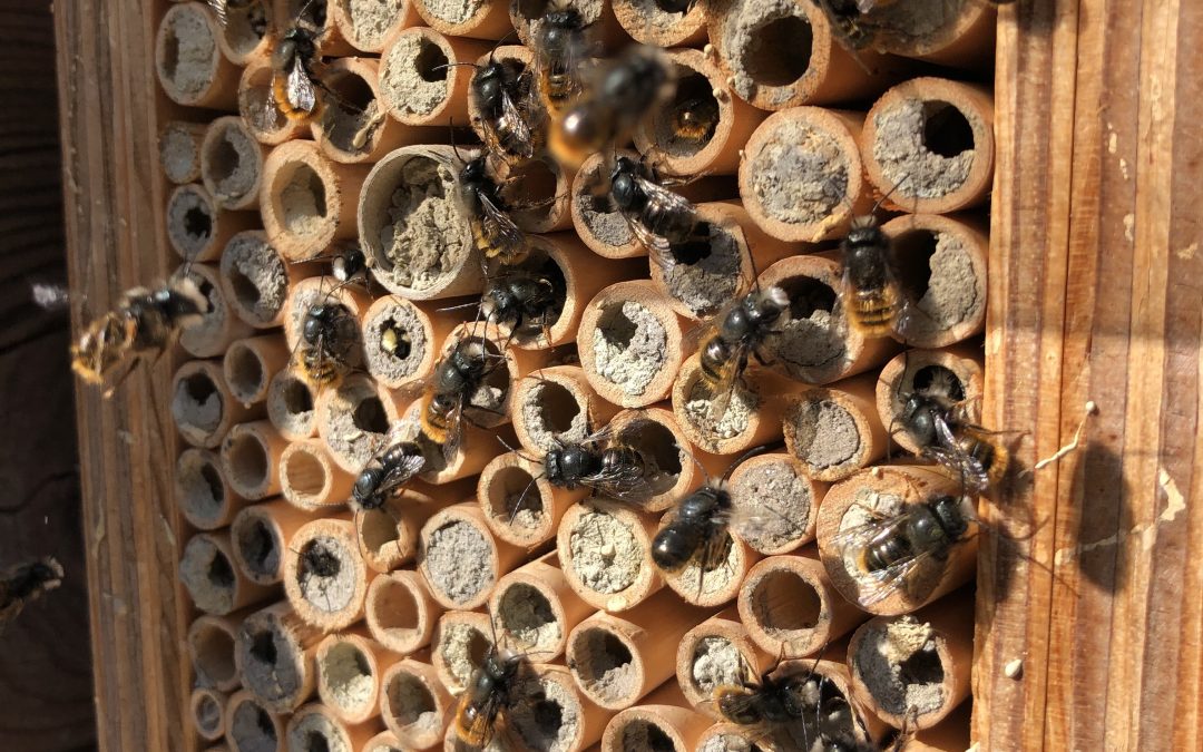 Kindernachmittag «Insektenhotel bauen»