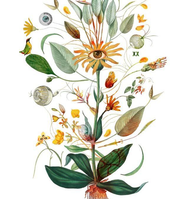 Herbarium Vagans – Wanderzeichnungen zwischen Botanik und Kunst