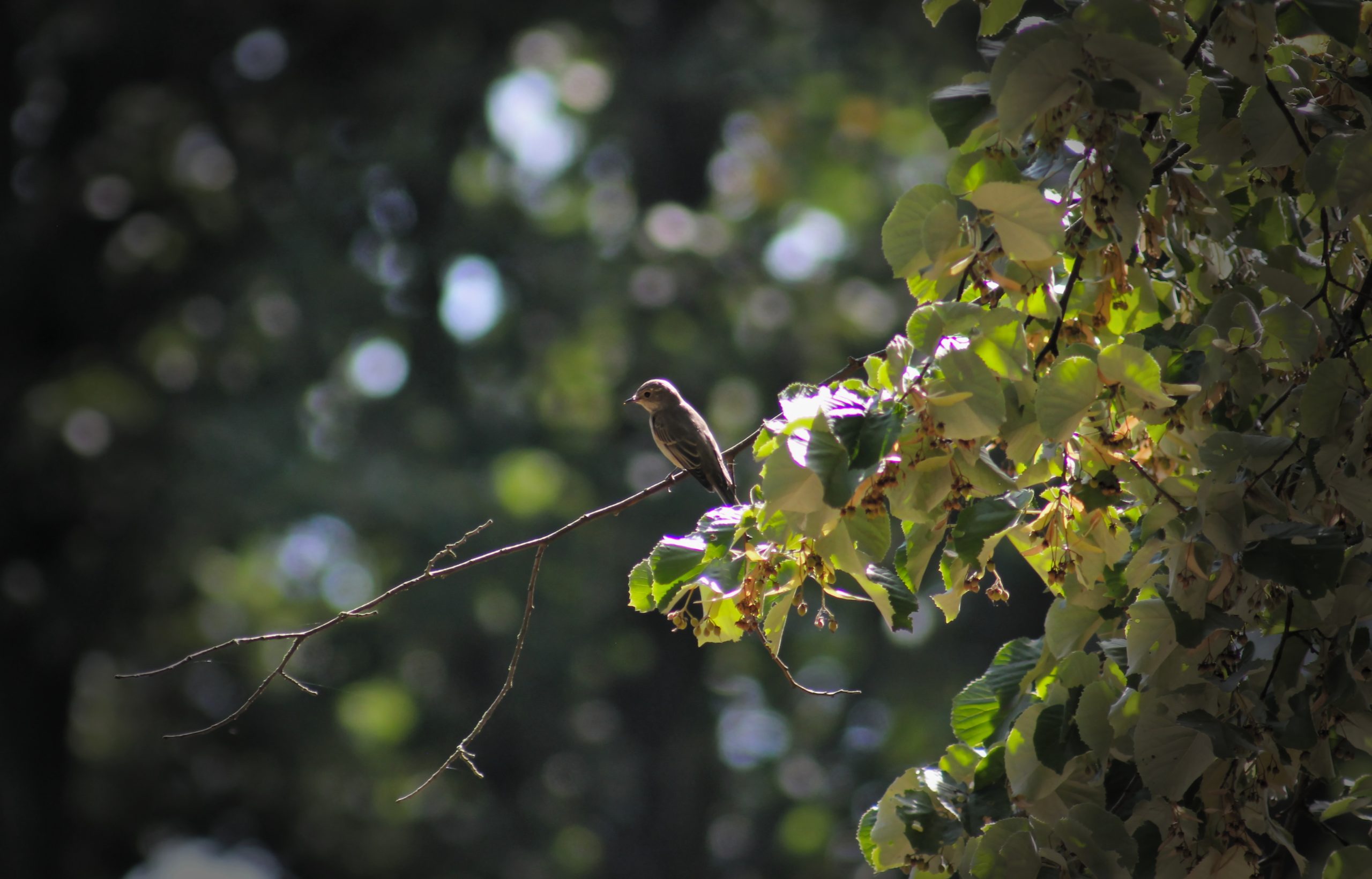 tree-pipit-5586268