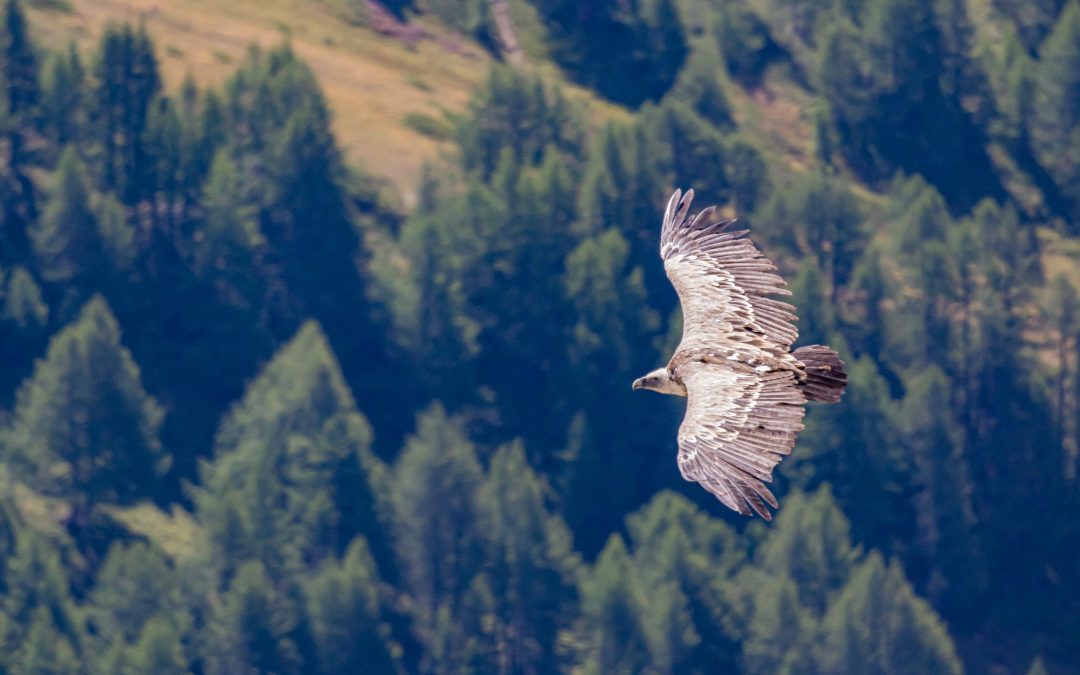 Der Bartgeier im Welterbe-Gebiet